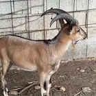 ولد ولد وعل. شرط الصحه