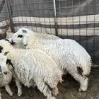 خرفان نظاف شرط