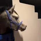 حصان شعبي كفو