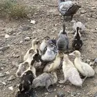 بطه مع فروخها