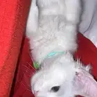 قط كيتن شيرازي ذكر مع خيمته وكل اغراضه