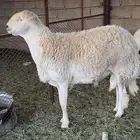 للبيع طلي فحل صنف رباع على جميع الشروط