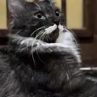 تبني قطة (تم التبني)