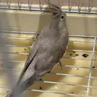 طيور للبيع