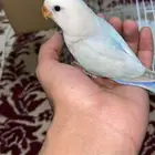 روز هدد