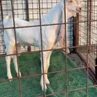 تيس هولندي ابرص