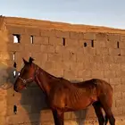 فرس انجليزية