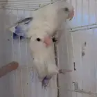 جوز روز بلد منتج