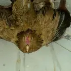 دجاجه معه صيصان صحه منتازه