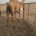 القحه شعلا