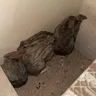 ارانب بريه