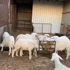 هرافا حري يوجد تفريد وذبح وتوصيل