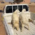 توصيل