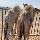 حشو بريه شحم