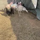 فروخ رومي 5 شهور