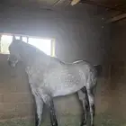 حصان شعبي سبوق وله مستقبل