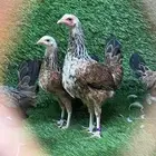 دجاج شوكي(تم البيع)