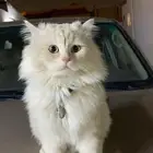 قط شيرازي همالاايا طالب تزاوج