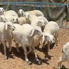 رخال حريات مقاني