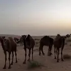للبيع خمس بكار طيبات