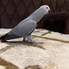 فرخ كاسكو ثلجي .تم البيع