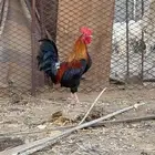 دجاج للبيع