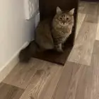 قطه شيرازي معقمه لتبتي