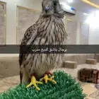 باشق مدرب