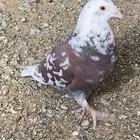 ذكر زاجل محجل مولمينز