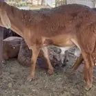 سواكن للمناسبات جبر ووسط
