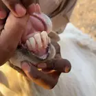 طلي فحل