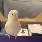 عصفور روز للبيع