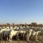 غنم حر ي خلفات 30 يتبعها 30