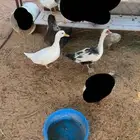 بط بكيني صحه شرط