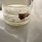 سمك الفايتر وملحقاته