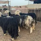 غنم نجد نظيفة وبريات