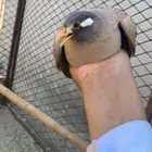 حجل بري