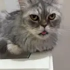 قط للتبني