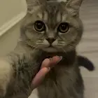 قطو مهجن شيرازي و سكوتش