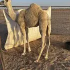 قعود