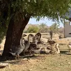 وز عراقي اصيل