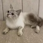 قطة انثى للتبني
