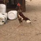 جوز سندي فاخر