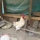 ديك لوهمان