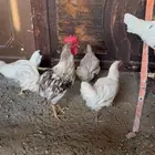 دجاج تركي