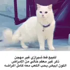 للبيع ب 450 قط شيرازي اللون ابيض مع مستلزماته