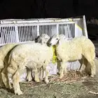 طليان شحم وطيبه قلوه