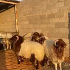 بهم نعيم جبر