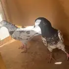 حمام باكستانيات