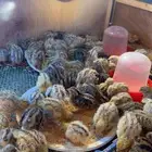 للبيع صيصان سمان 1 ريال